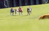 Dogobundi Basenji Th. Ernst (30)